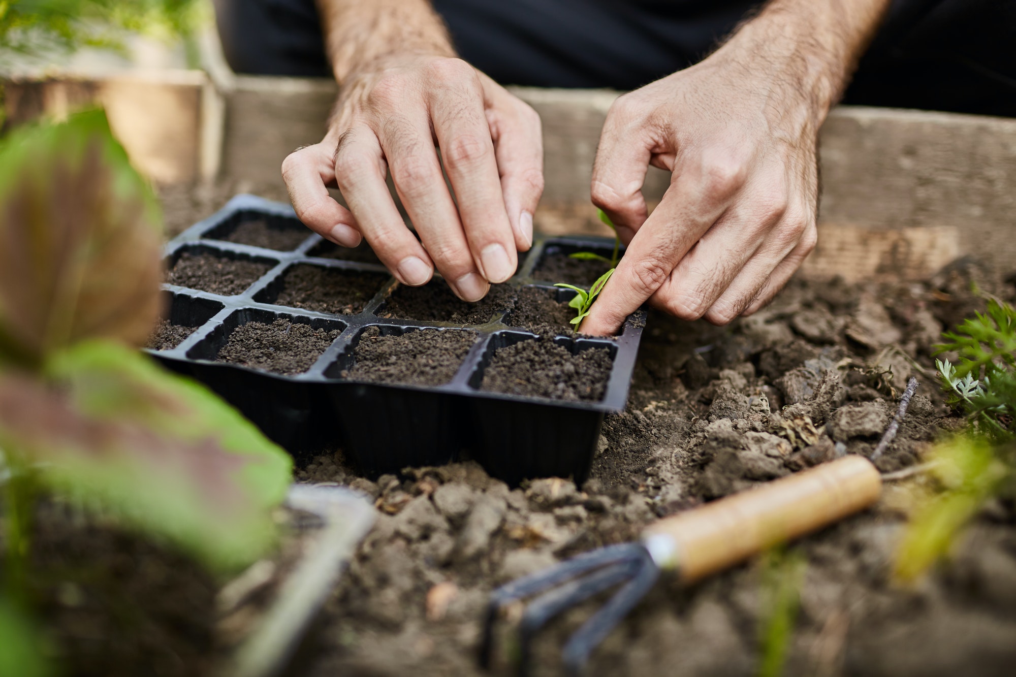 Farmer life. Gardener planting young seedlings of parsley in vegetable garden. Close up of man hands