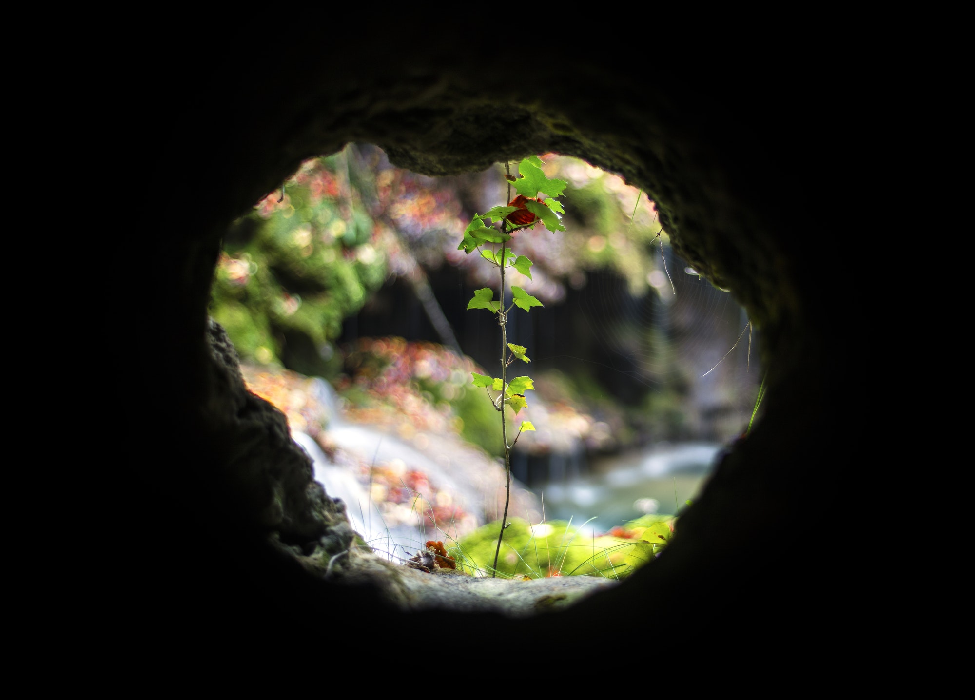 Growing plant in hole of soil