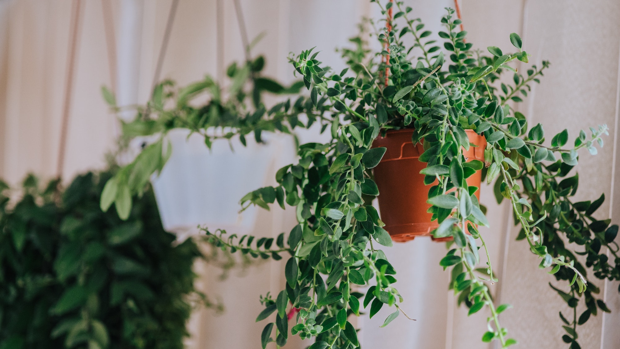 Grote kamerplanten en kunstplanten op je balkon