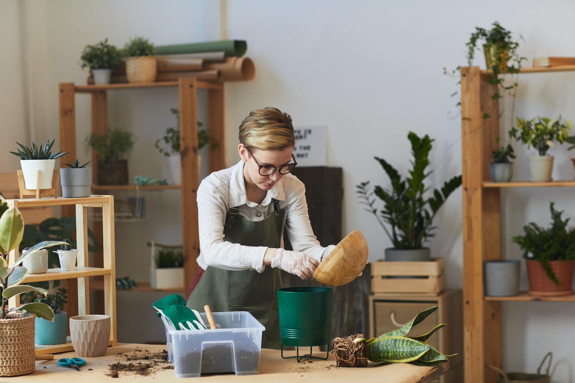 Modern Young Woman Potting Houseplants Indoors