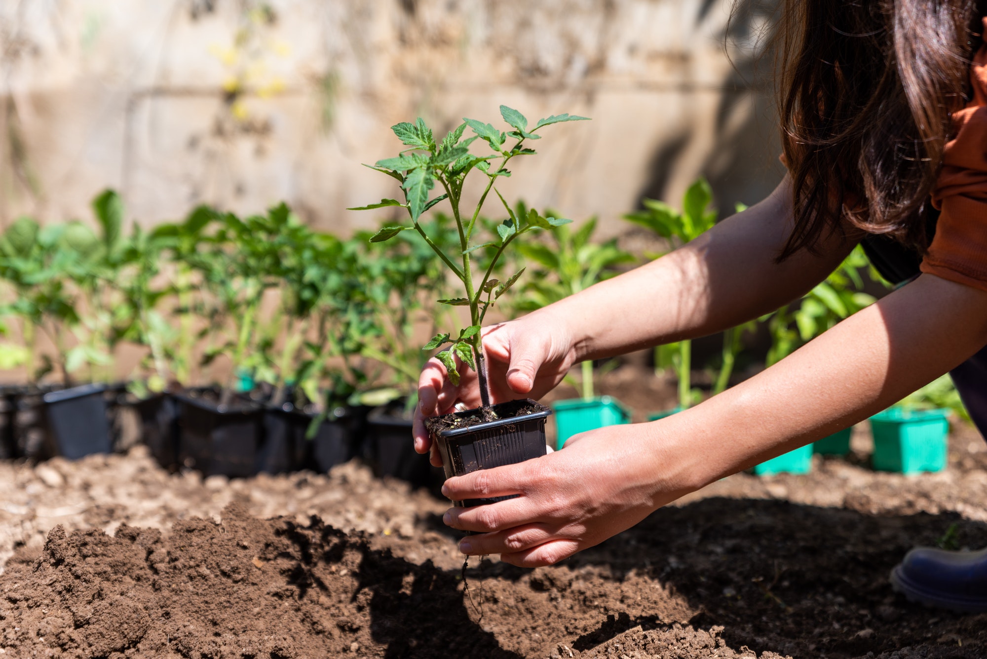 Woman planting young tomatoes plant at the garden.