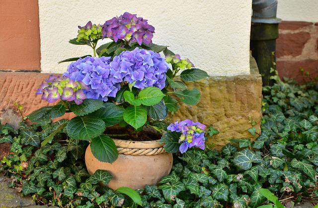 Vier manieren om deze winter van uw tuin te genieten