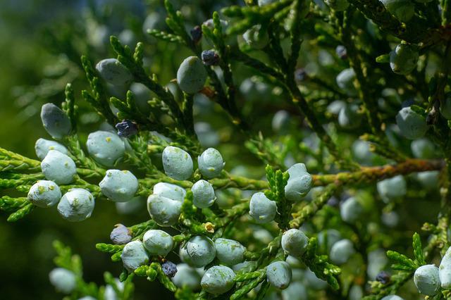 10 beste patio bomen om privacy en schoonheid toe te voegen aan uw buitenruimte