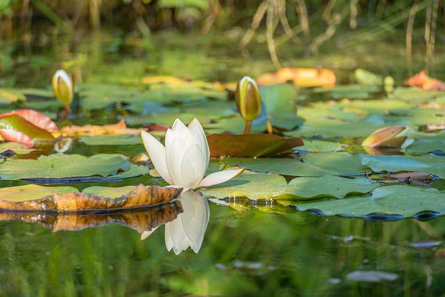 10 redenen waarom een tuinvijver de perfecte aanvulling voor uw huis is