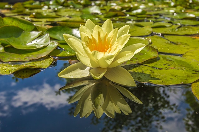 Garden Connect: Het verhogen van de online zichtbaarheid van tuincentra