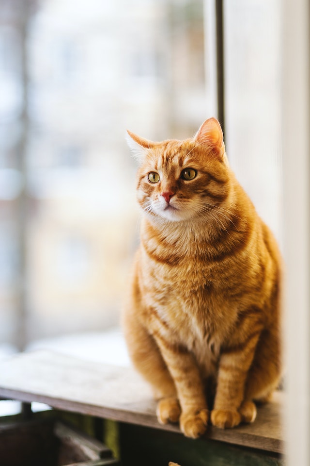 Huisdier koopjes: Bespaar op kattenvoeding zonder concessies te doen aan kwaliteit