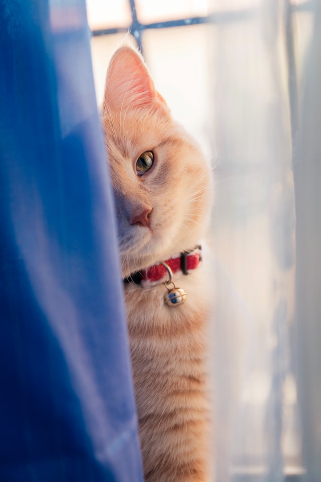 Huisdier Koopjes: Bespaar op Goedkope Kattenvoeding en Verwen Je Harige Vriend