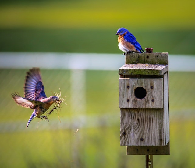 Zwitscherbox: Natuurlijke Ontspanning met een Vogelgeluidenmachine