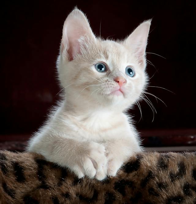 Verwen Je Harige Vriend met Huisdier Koopjes: Ontdek Goedkope Kattenvoeding voor Gezond en Gelukkig Kattengeluk