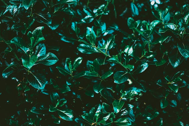 Tuincentra en Eurotuin: Jouw Bron voor Tuinplezier en Groei