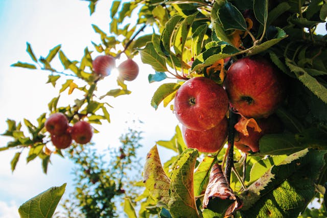 Lichtsnoer Ophangen Buiten en Moestuinbak: Twee Must-Haves voor een Betoverende Tuin