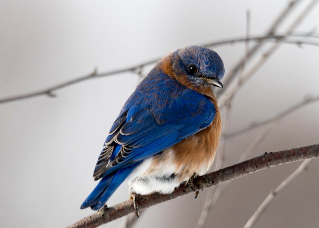 Mica Decorations en Vogelgeluiden Huisjes: Sfeer en Natuur in en om het Huis