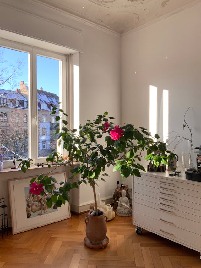 Sensor buitenlamp en grote kamerplant: slimme verlichting en groen in balans